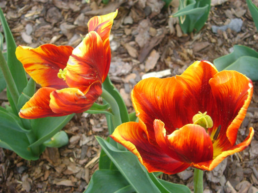 553165 (a): :2592x1944